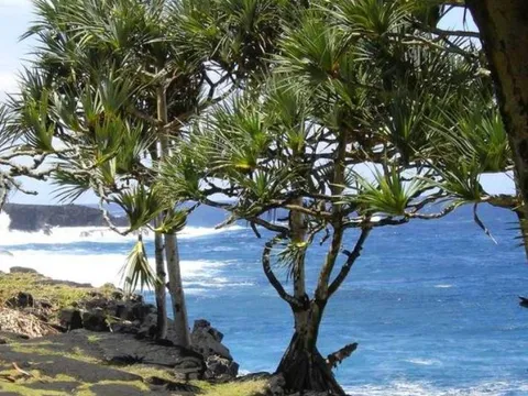 Độc lạ loại cây thường chỉ mọc trên đất có kim cương: Chuyên gia phán chỗ nào có cây này rất có thể chứa kho báu