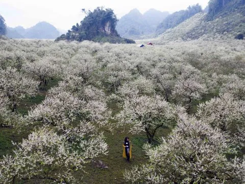 Du khách thích thú ngắm hoa, săn mây trên cao nguyên Mộc Châu