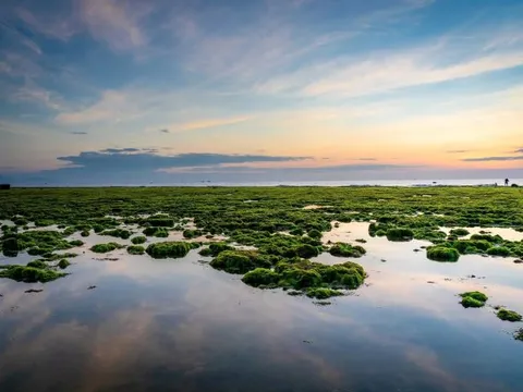 Khám phá cánh đồng rong biển tuyệt đẹp ở Ninh Thuận