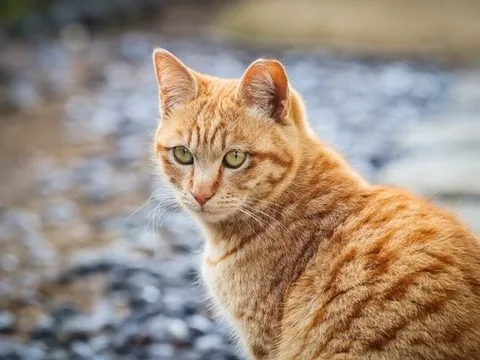 Nửa cuối tháng 3: 3 con giáp được thần tài độ mạng, tài lộc ghé thăm mỗi ngày