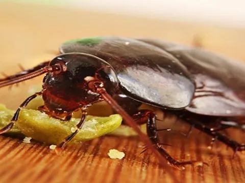 Mách bạn cách diệt gián đơn giản và hiệu quả tại nhà, vừa sạch sẽ lại không phải dùng hóa chất