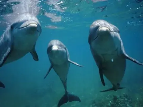 Những sự thật bất ngờ về loài cá heo, 'bộ não thông minh của đại dương'