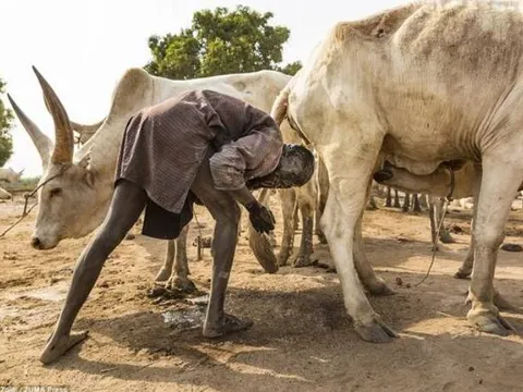 Ảnh hiếm về bộ lạc gội đầu bằng nước tiểu bò, dùng phân làm thuốc, kem dưỡng da