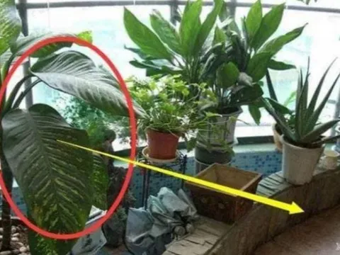 Đặt những thứ này ở ban công, tài lộc tiêu tán, càng để lâu càng hao hụt!