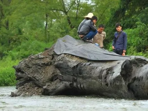 Đào được khúc gỗ dài 20m đen sì dưới sông, anh nông dân vỡ òa hạnh phúc khi được chuyên gia định giá hàng trăm tỷ đồng