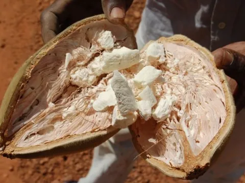 Loài thực vật được người dân châu Phi xem như 'cây thánh', không chỉ cứu đói mà còn 'cứu khát'