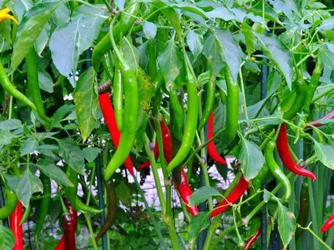 Bí quyết giúp bạn trồng ớt tại nhà sai trĩu quả, đơn giản và cực kỳ dễ làm