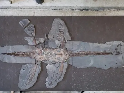 Tái tạo quái vật “bay trong nước” 183 triệu năm trước