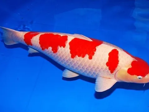 Top 10 loài cá đắt giá nhất trên thế giới, có loài hơn 34 tỷ đồng/con