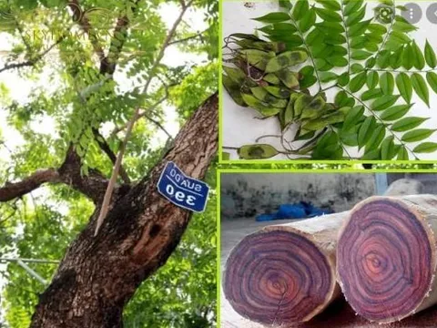 Loại gỗ ở Việt Nam được mệnh danh là 'vàng lộ thiên', cây 20 năm tuổi trở lên đã có giá hàng chục tỷ đồng