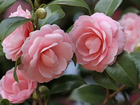 Sai lầm từ bước đầu tiên khi trồng hoa trà, khiến nụ hoa teo lại và rụng lá