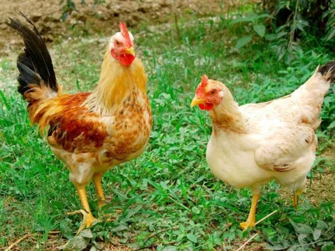 Dù có cánh nhưng tại sao gà không thể bay như chim?