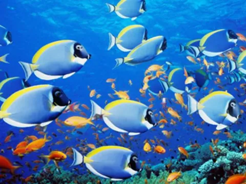 Vì sao cá có thể uống nước biển mặn, còn con người thì không?