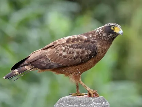 Loài chim mang vẻ đẹp dũng mãnh, nằm trong Sách Đỏ IUCN, là sát thủ của các loài rắn