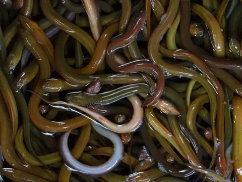 Không có độc nhưng tại sao lươn lại khiến rắn sợ hãi? Hóa ra là có nguyên nhân cả