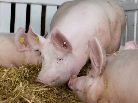 Giá heo hơi ngày 19/3/2025: Xu hướng giảm tiếp tục, mức giá xuống dưới 80.000 đồng/kg 