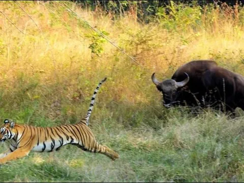 Điểm danh những loài động vật có đủ sức mạnh để hạ gục 'chúa sơn lâm' trong tự nhiên