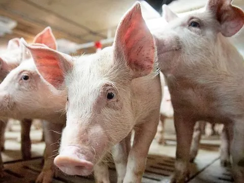 Giá heo hơi ngày 20/3/2025: Xu hướng giảm tiếp diễn 