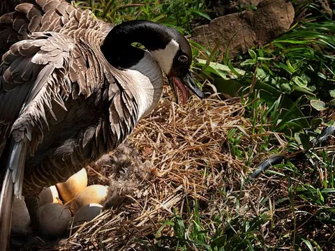 Ngỗng xứng danh 'chiến binh gia cầm', có đủ sức mạnh khiến rắn độc cũng phải sợ hãi