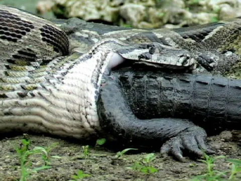 Điểm mặt 4 'quái vật' đáng sợ sống ở Amazon, ngay cả cá sấu cũng 'khiếp vía' khi chạm trán