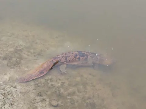 Thường xuyên nghe thấy tiếng trẻ con khóc ban đêm, cặp vợ chồng trẻ sau đó phát hiện ra 'bí mật động trời'