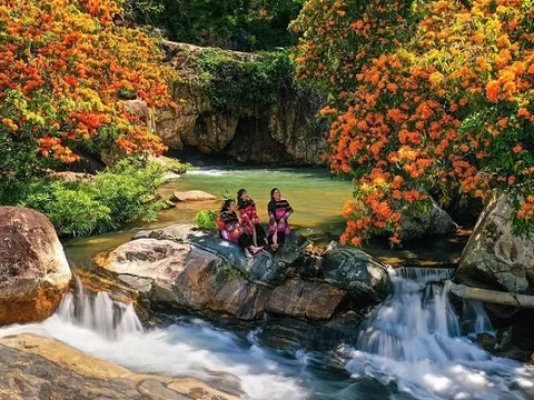 Thưởng ngoạn hương sắc hoa trang rừng Bình Định