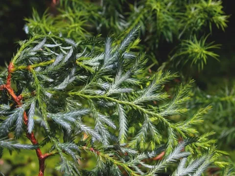 Loại gỗ cực kỳ quý hiếm chỉ có 2 quốc gia sở hữu trong đó có Việt Nam: Giá cả đắt đỏ nhưng không phải có tiền là mua được