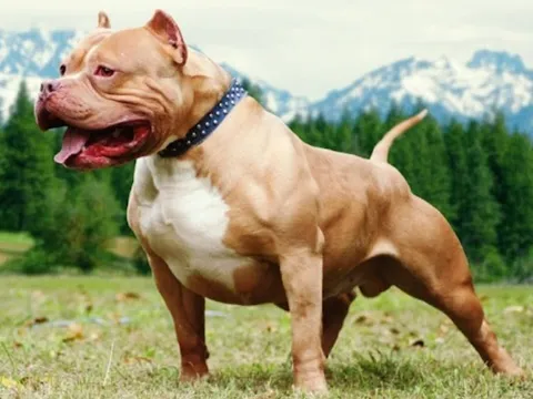 Tìm hiểu nguồn gốc 'rợn người' về giống chó Pitbull, hàm răng của nó khỏe cỡ nào mà dễ dàng cắn chết người?