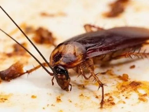 Mẹo đuổi gián ra khỏi nhà với những nguyên liệu dễ kiếm, vừa hiệu quả lại cực kỳ an toàn