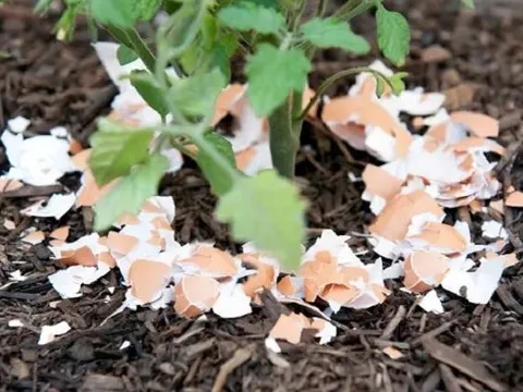 Những công dụng tuyệt vời của vỏ trứng, tưởng là đồ vứt đi nhưng lại là 'bảo vật' giúp bạn tiết kiệm kha khá tiền