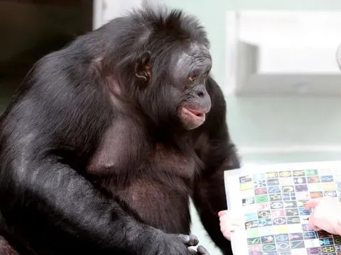 Động vật có thể hiểu ngôn ngữ của con người hay không?