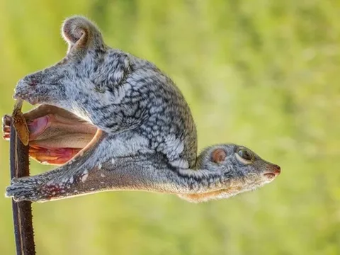 Loài vật quý hiếm chỉ có ở Việt Nam và 6 quốc gia khác: Nuôi con trong túi, bay xa tới khoảng cách 70m