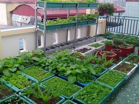 Kỹ thuật trồng rau tại nhà: Bí quyết chọn đất trồng và cách tưới nước giúp rau phát triển xanh tốt