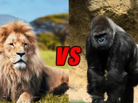 Là loài săn mồi hàng đầu trên thảo nguyên châu Phi nhưng tại sao sư tử lại hiếm khi ăn thịt khỉ đột?