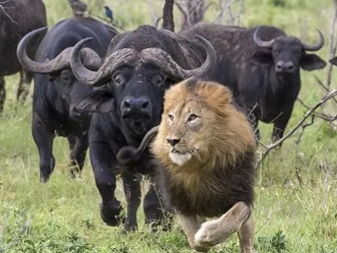 Tại sao động vật ăn thịt thường có mắt ở phía trước còn động vật ăn cỏ mắt lại ở hai bên?