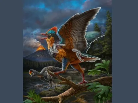 Quái điểu Phúc Kiến: Mảnh ghép quan trọng trong hành trình tiến hóa của loài chim