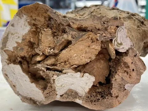 Quái thú 66 triệu năm tuổi: Phát hiện chấn động giới cổ sinh vật học