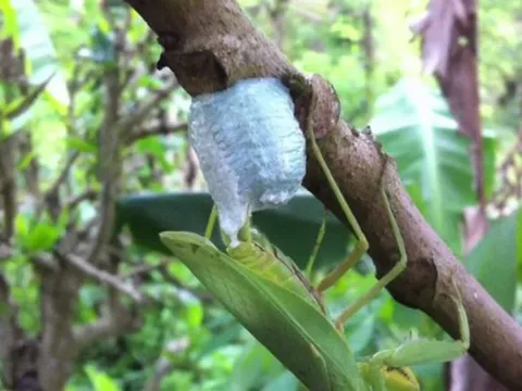 Loài côn trùng với phần tổ "quý như vàng", có mặt khắp nơi ở Việt Nam