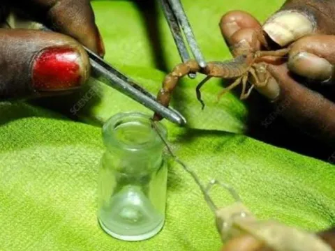 Khám phá nọc độc của loài động vật bé xíu, có thể gây chết người nhưng có giá đắt gấp nhiều lần vàng