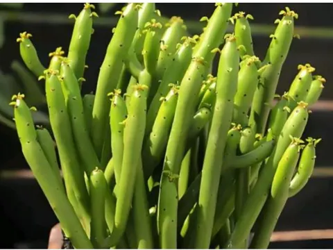 Top 5 loài hoa không nên trồng trong nhà vì gây hại sức khoẻ và có ý nghĩa xấu