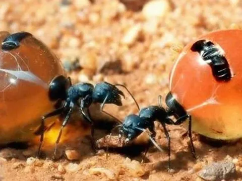 Khám phá bất ngờ về kiến Honeypot – “Kho báu” ngọt ngào của tự nhiên