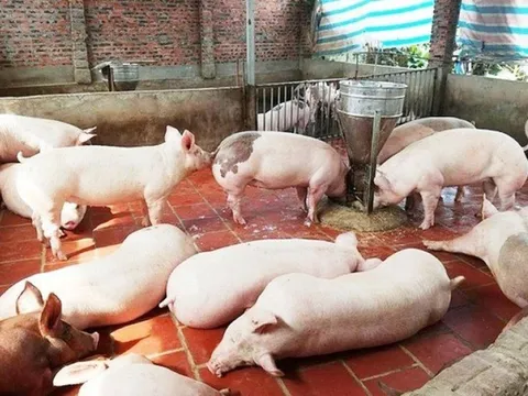 Giá heo ngày 28/3/2025: Sụt giảm mạnh trên diện rộng 