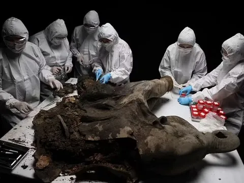 Các nhà khoa học tiến hành khám nghiệm voi ma mút con 50.000 năm tuổi được bảo quản hoàn hảo ở Siberia – một trong bảy mẫu nguyên vẹn từng được tìm thấy