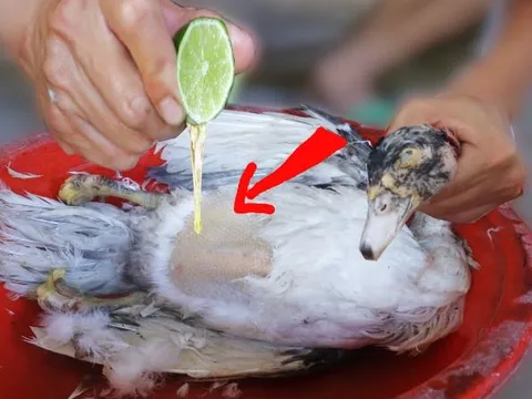 Làm thịt vịt cứ thêm bước này, vừa dễ nhổ sạch lông lại khử mùi hôi hiệu quả