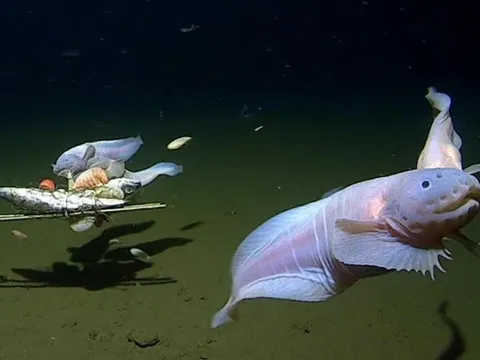 Phát hiện chấn động: Cá ở nơi sâu nhất đại dương có chung một đột biến đặc biệt