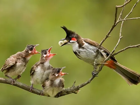 Một số loài chim bỏ đói một con trong đàn - sự tàn nhẫn của chim mẹ hay chọn lọc tự nhiên?