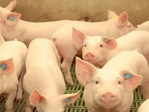 Giá heo hơi ngày 30/3/2025: Miền Bắc tiếp tục giảm mạnh