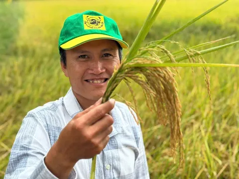 Mô hình canh tác lúa do Bình Điền chủ trì thực hiện cho hiệu quả kinh tế cao