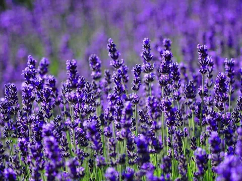 Trồng hai loại cây này trong nhà có nhiều tác dụng thần kỳ, vừa đuổi được muỗi lại còn tỏa hương thơm ngát