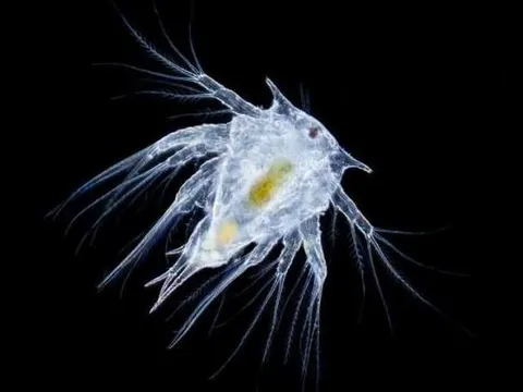 Khám phá loài ký sinh trùng đáng sợ, có thể biến cua đực thành cua 'bỉm sữa' bất đắc dĩ